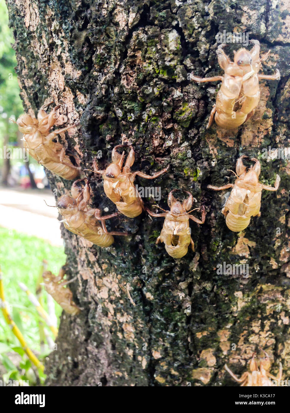 Zikade mausern sich auf den Baum in der Natur Garten Stockfoto