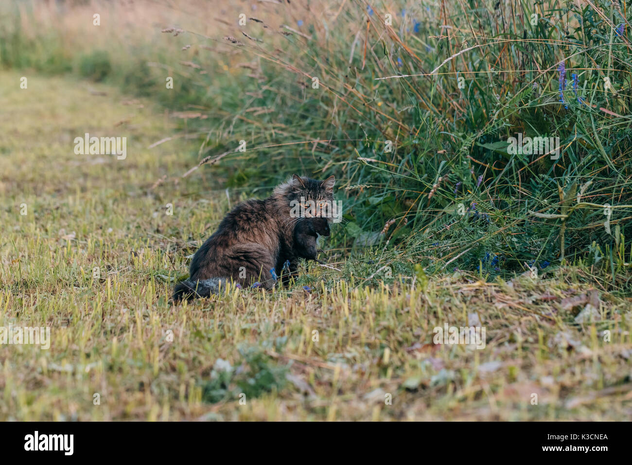Graue Katze verfing sich eine Ratte in einer Wiese. Stockfoto