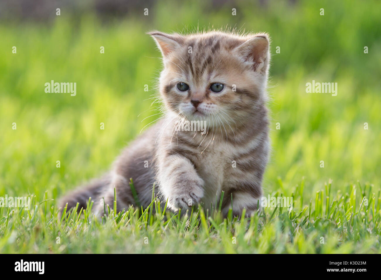Baby Katze oder Kätzchen im grünen Gras Stockfoto