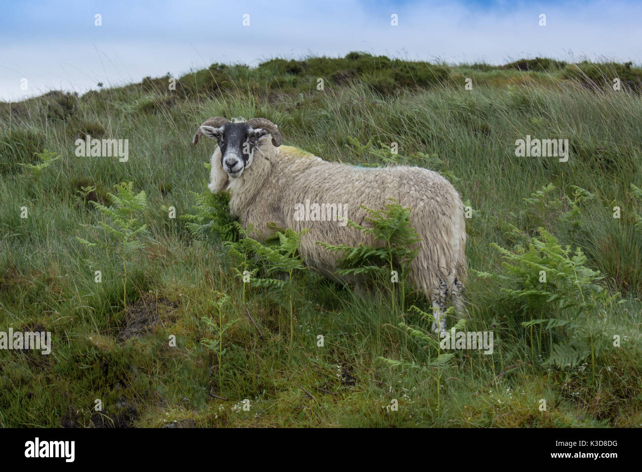 Seitliche Sicht auf ein Schaf mit einem wolligen Fell warten auf geschoren, auf einem Hügel mit einem blauen Himmel. Stockfoto