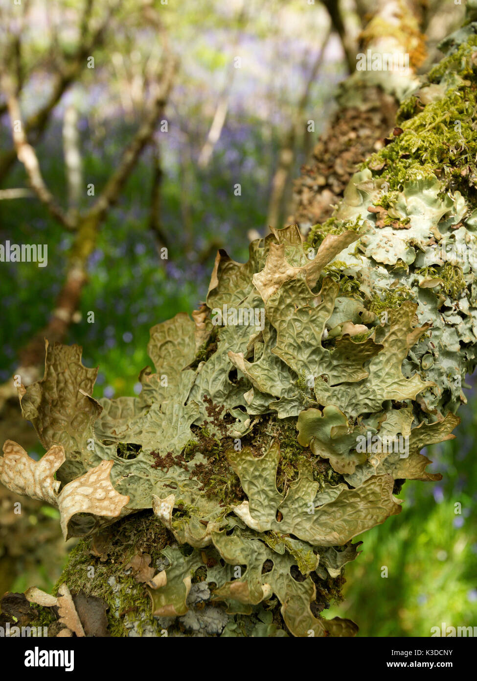 Lobaria pulmonaria Flechten wachsen auf Wald Baum in Silber Birke Wald. Schottland, Großbritannien. Stockfoto