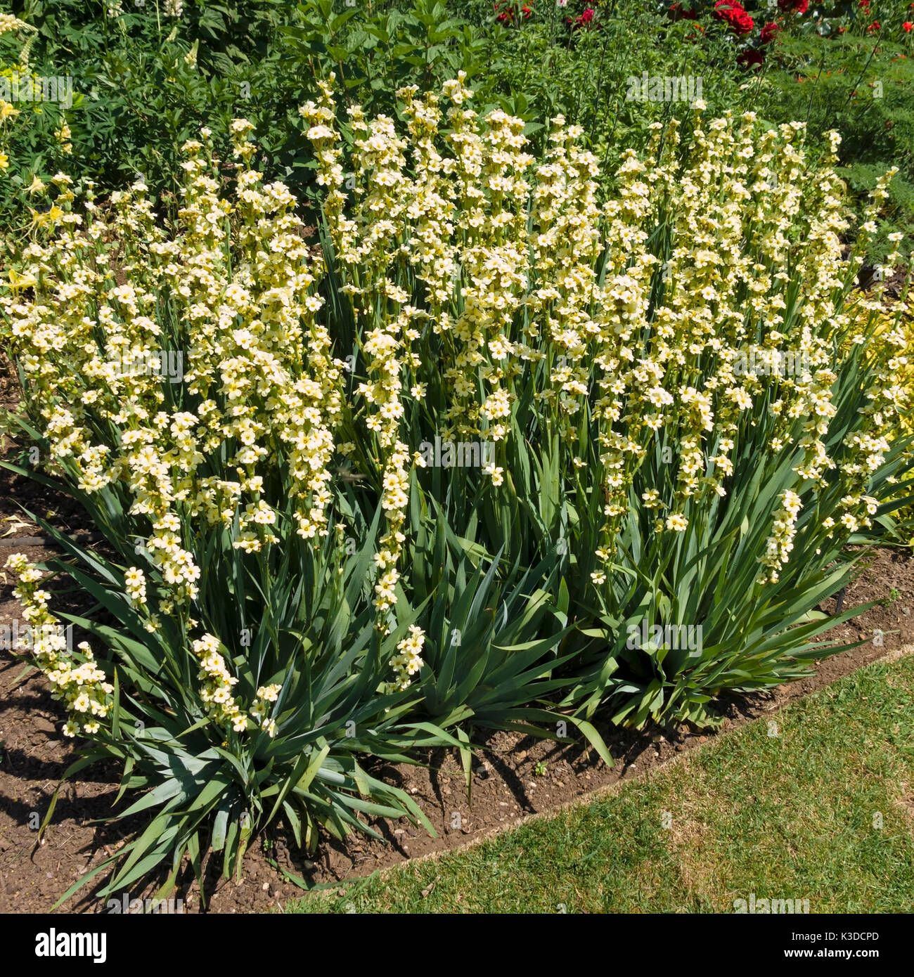 Sisyrinchium striatum, pale yellow-eyed Grass, in Blume Pflanze im Garten Grenze wachsenden Stockfoto