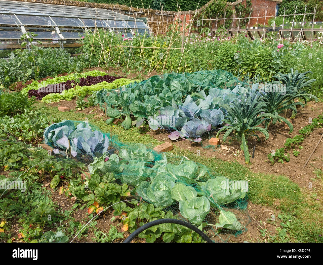 Gemüse Küche Garten, Coton Manor Gardens, Northamptonshire, England, Großbritannien Stockfoto