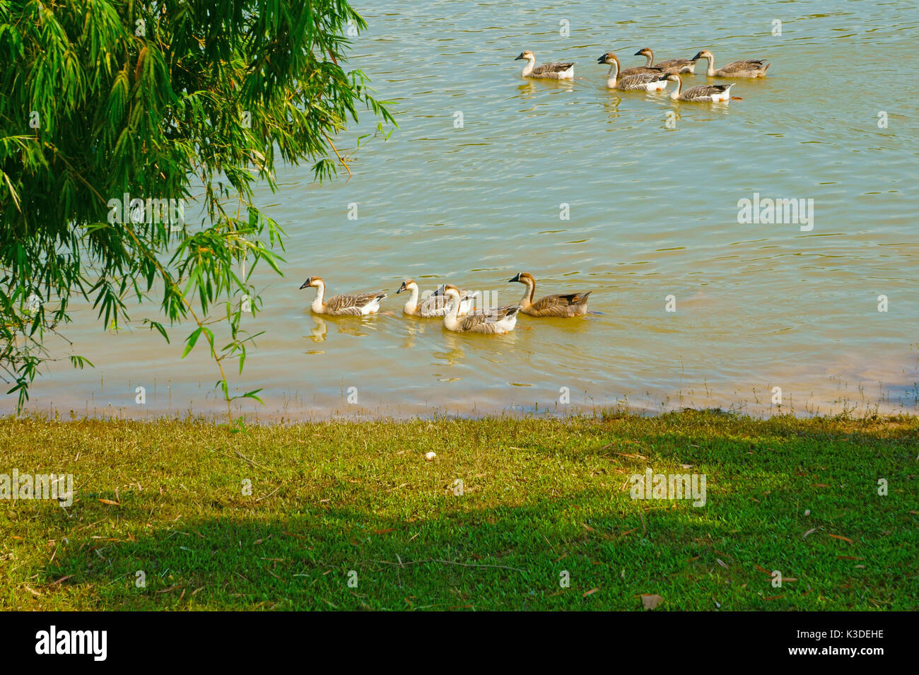 Die Gänse finden Sie Lebensmittel auf dem Fluss Stockfoto