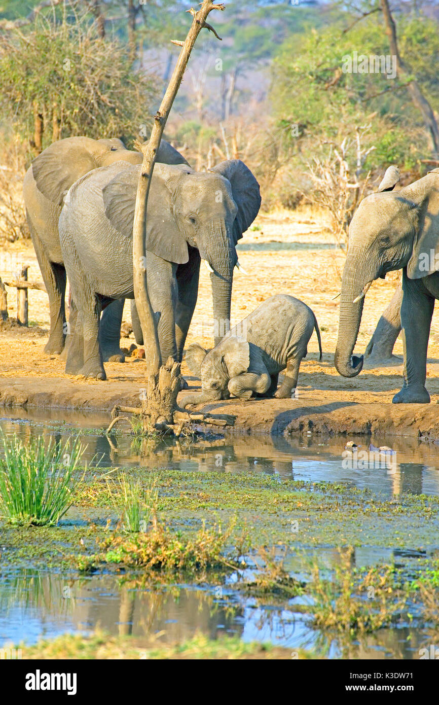 Afrika, Südliches Afrika, Botswana, Grenzgebiet, Simbabwe, Hunter's Road, Elefant, Afrikanischer Elefant, Loxodonta africana, weiblich, weiblichen Elefanten, Kalb, junge Tier, Stockfoto