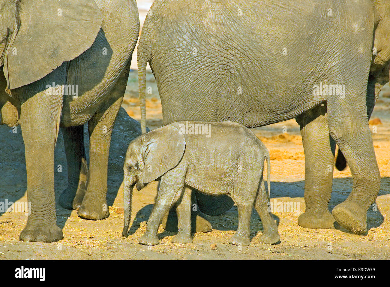 Afrika, Südliches Afrika, Botswana, Grenzgebiet, Simbabwe, Hunter's Road, Elefant, Afrikanischer Elefant, Loxodonta africana, weiblich, weiblichen Elefanten, Kalb, junge Tier, Stockfoto