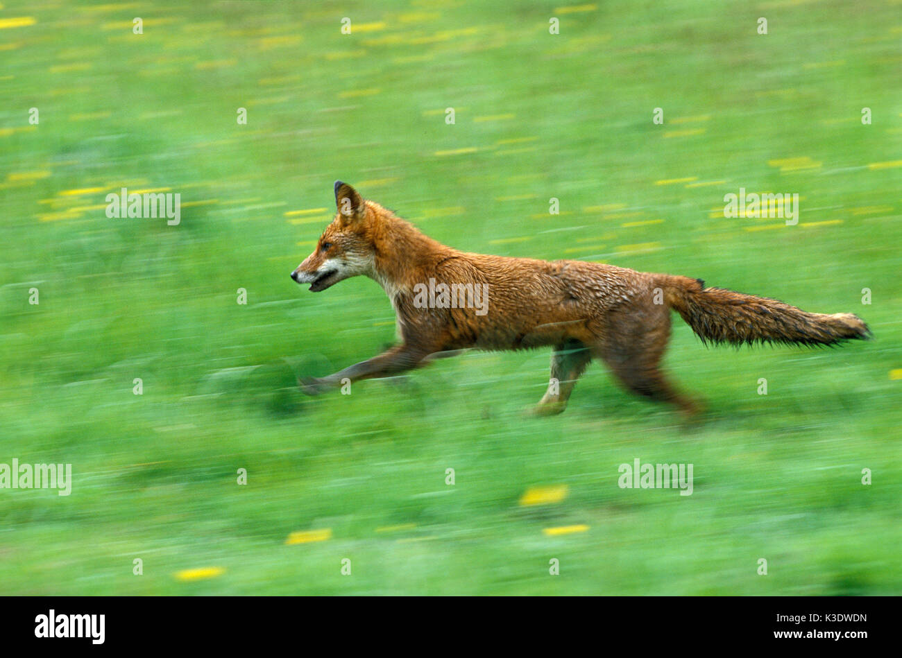 Red Fox, Vulpes vulpes, Ausführen, Wiese, Stockfoto