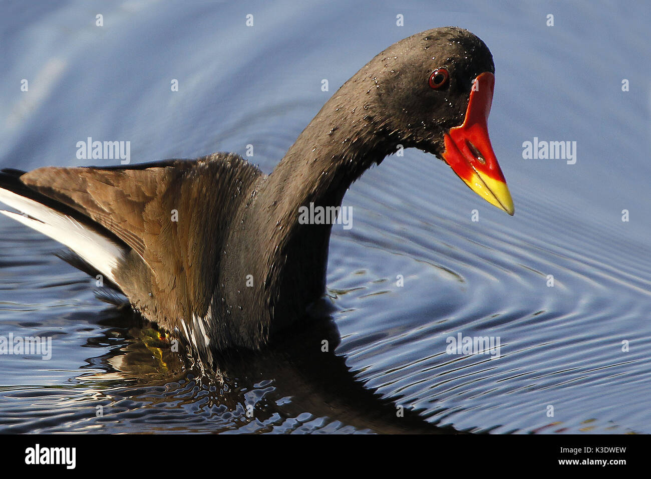 Europäische Teich Huhn, Gallinula chlor Opus, Wasser, Stockfoto