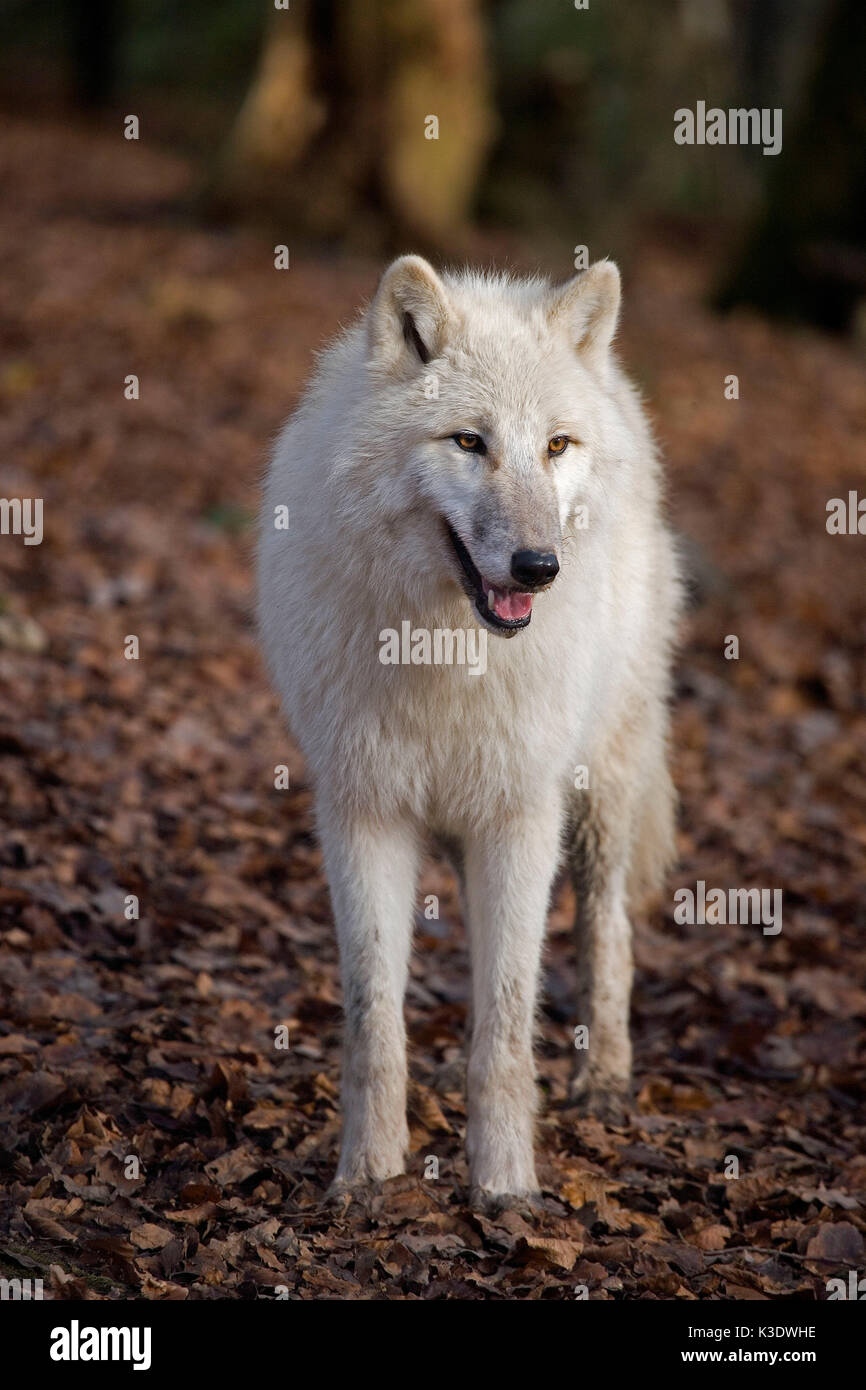 Polar Wolf, Canis lupus Tundra - um, stehen, Stockfoto