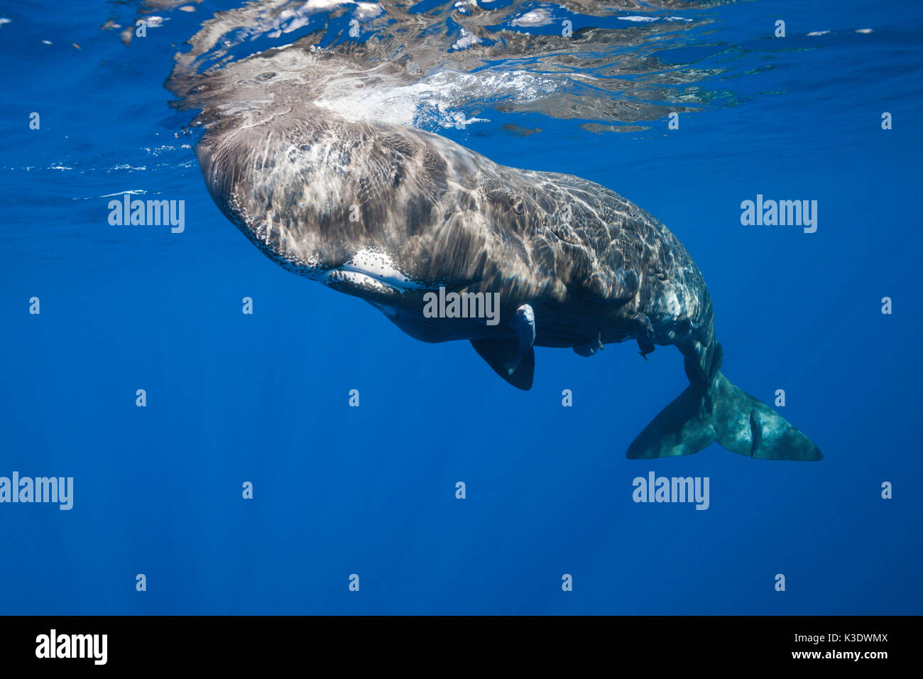 Sperm whale, Physeter macrocephalus, Teneriffa, Kanaren, Spanien, Stockfoto