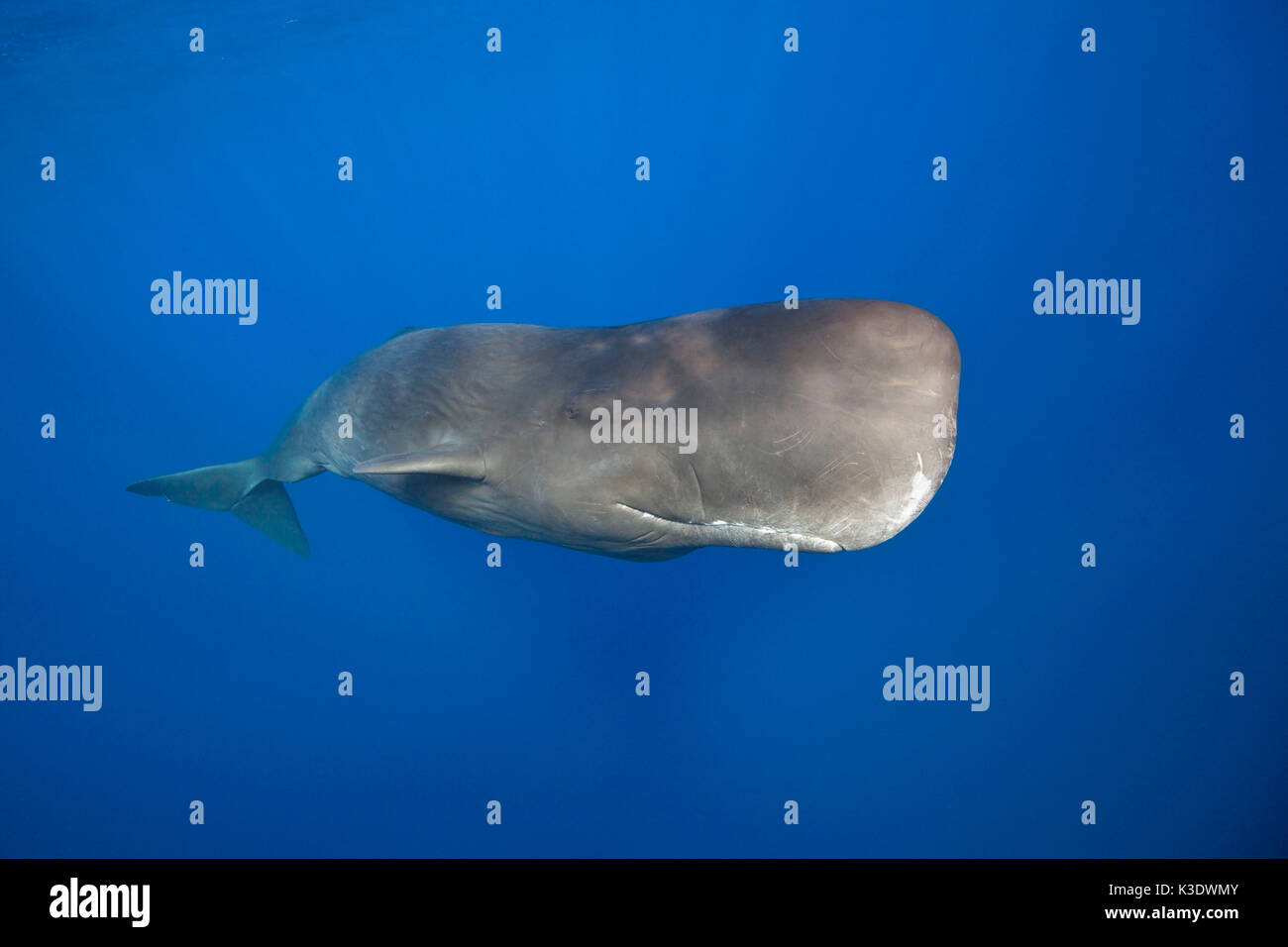 Sperm whale, Physeter macrocephalus, Teneriffa, Kanaren, Spanien, Stockfoto