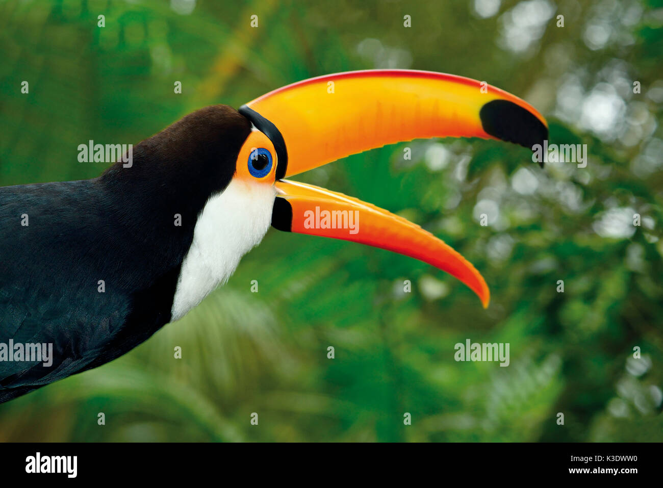 Brasilien, Pantanal, gigantische Toucan, Ramphastos toco, offenen Schnabel, Stockfoto