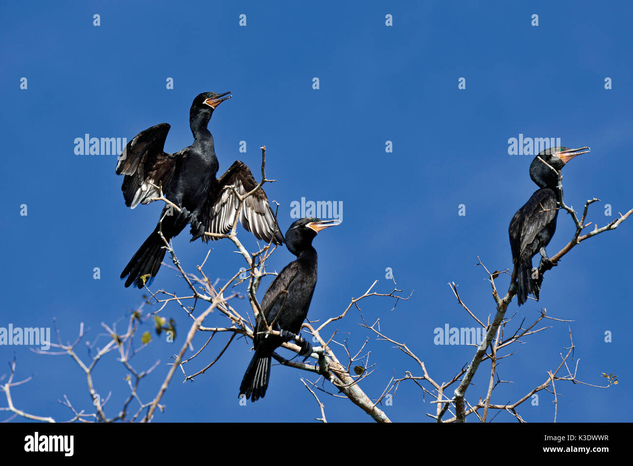 Brasilien, Pantanal, drei Kormorane, Phalacrocorax carbo, in Tree Top am Flußufer, Stockfoto