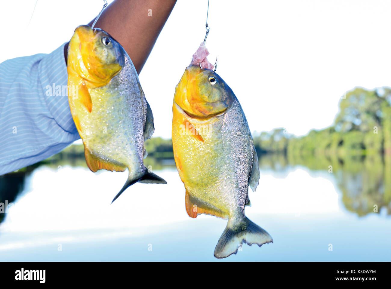 Brasilien, Pantanal, frisch gefangenen Piranhas, Pygocentrus nattereri, Stockfoto