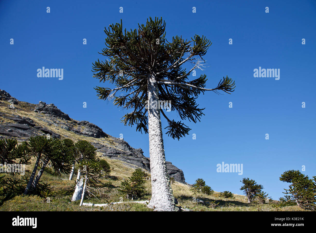 Chile, Araucania, Nationalpark Conguillio, Araukarien, Stockfoto Chile, Araucania, Nationalpark Conguillio, Araukarien, Stockfoto