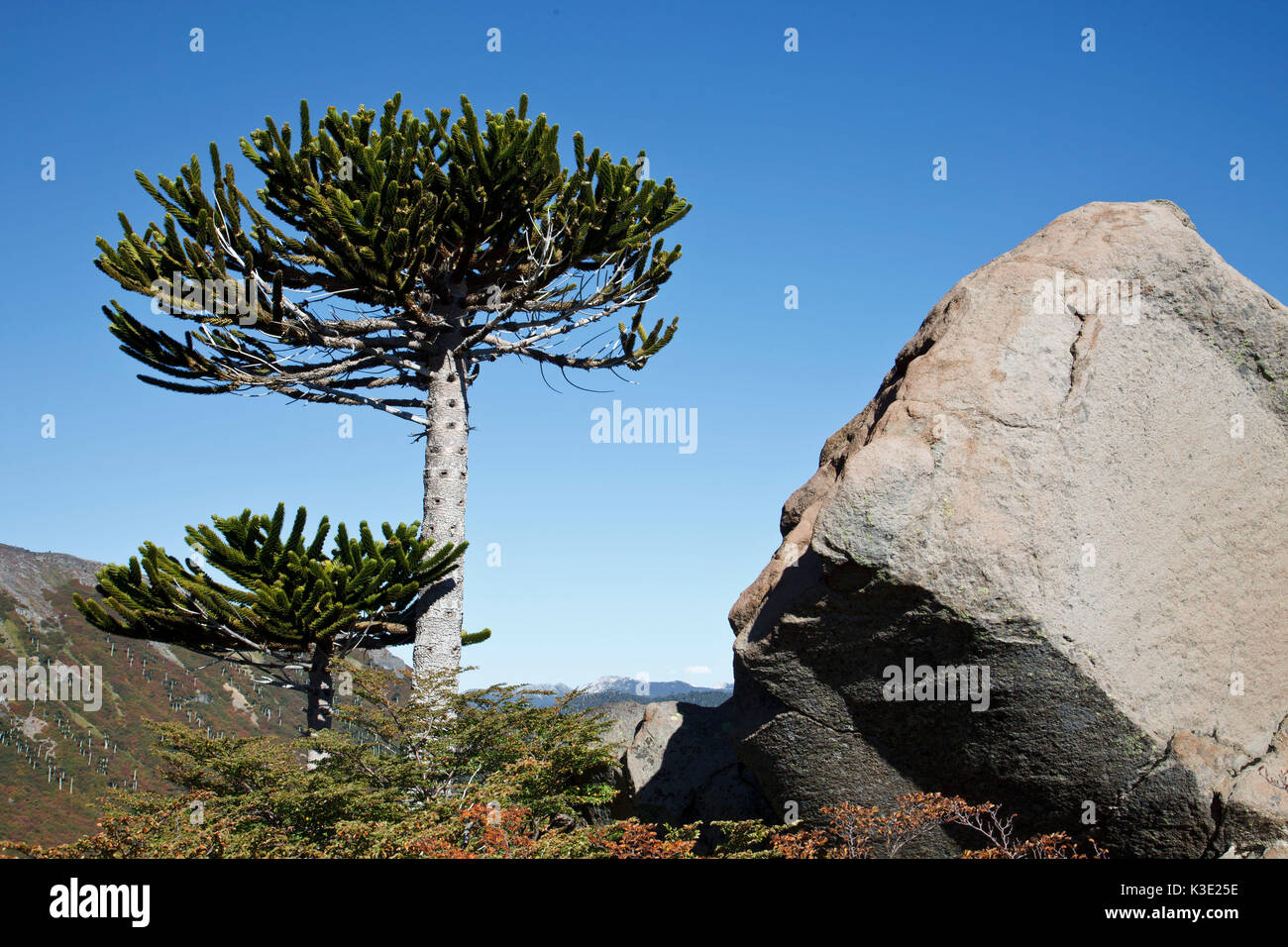 Chile, Araucania, Nationalpark Conguillio, Araukarien, Stockfoto Chile, Araucania, Nationalpark Conguillio, Araukarien, Stockfoto