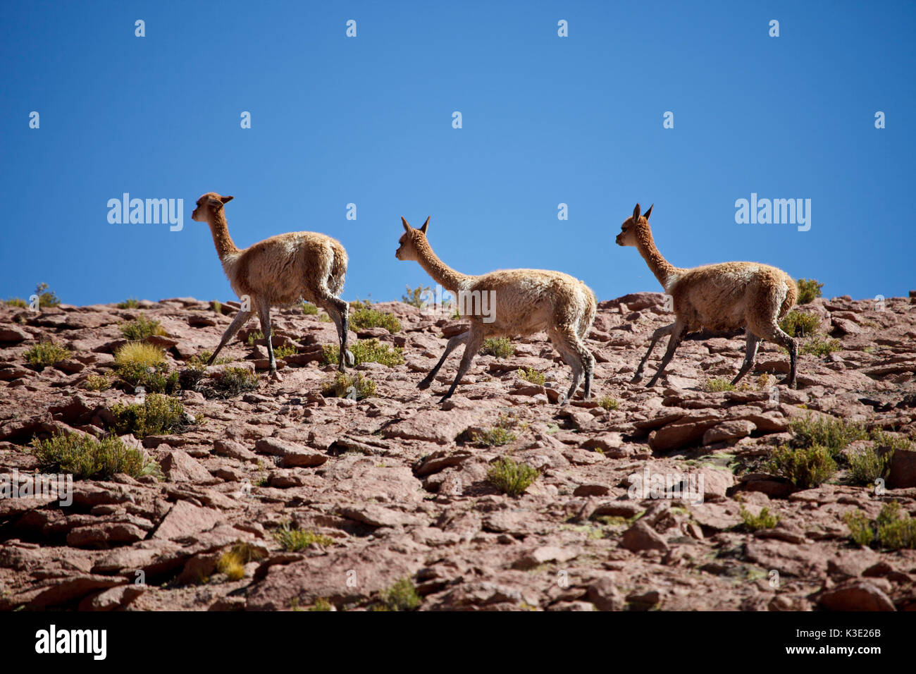 Chile, im Norden, Andines Hochland, Vicunas, Stockfoto