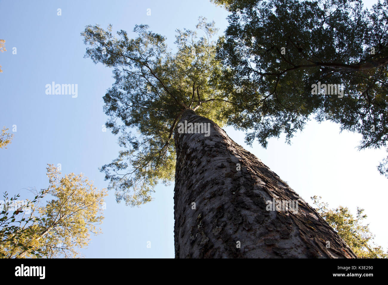 Araucania, Curacautin Chile, Mapuche, fairer Handel, Holz, Buchenwälder, Stockfoto