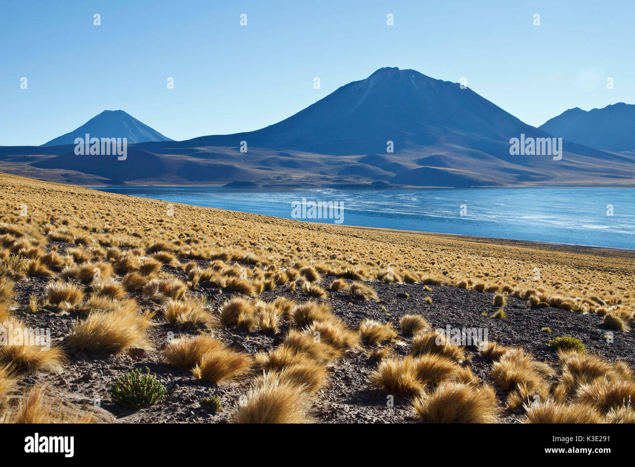 Chile, Nationalpark Los Flamencos, Laguna Miscanti, Ichu-gras, Stockfoto