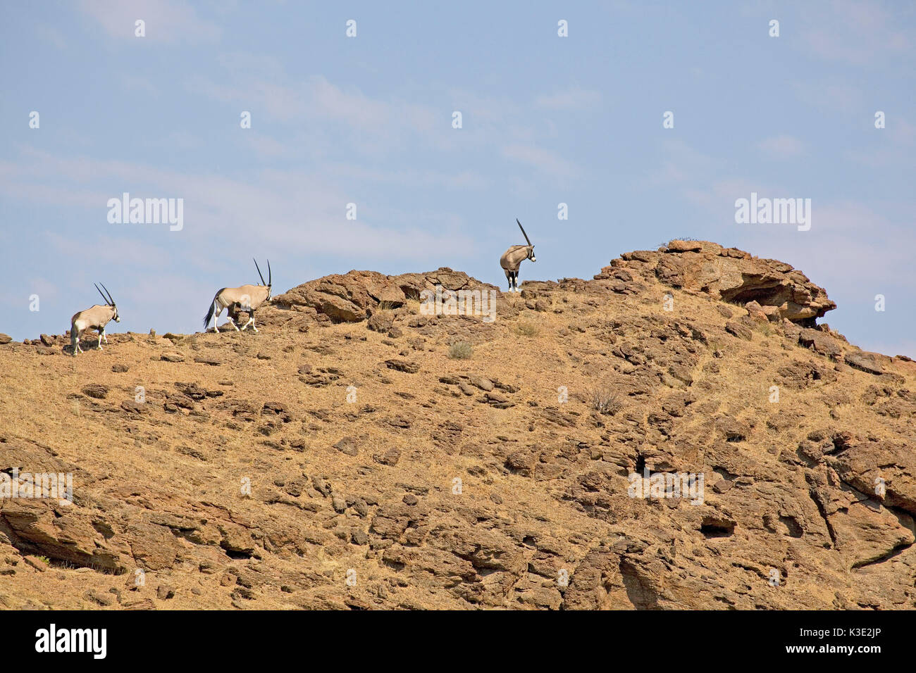 Afrika, Namibia, Büro, Sport, East African oryxn, Spike Buck, Oryx, Oryx gazella, felsigen Hang, Stockfoto