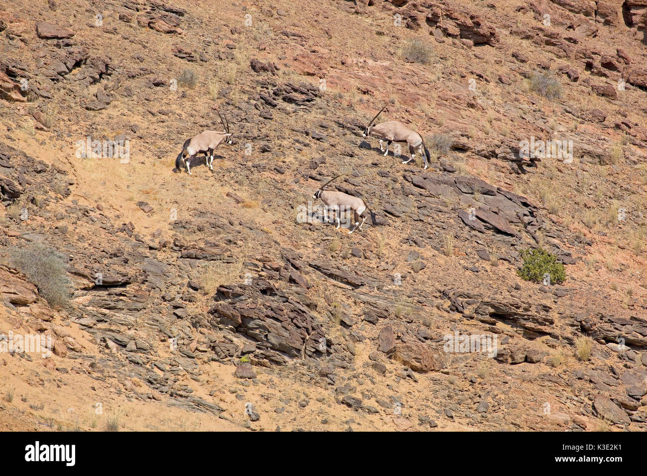 Afrika, Namibia, Büro, Sport, East African oryxn, Spike Buck, Oryx, Oryx gazella, felsigen Hang, Stockfoto