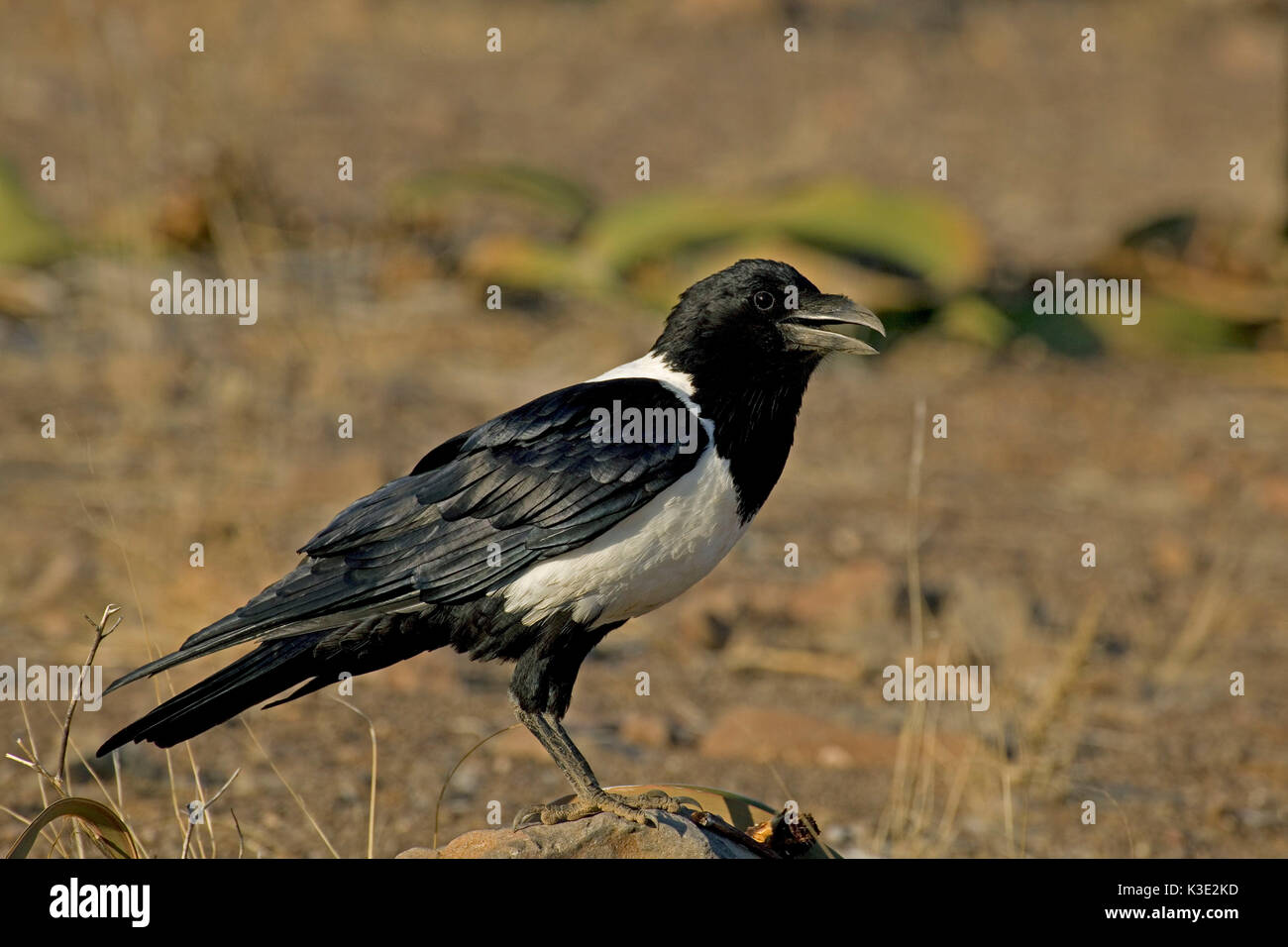 Afrika, Namibia, Zeichen raven, Corvus Albus, Stockfoto