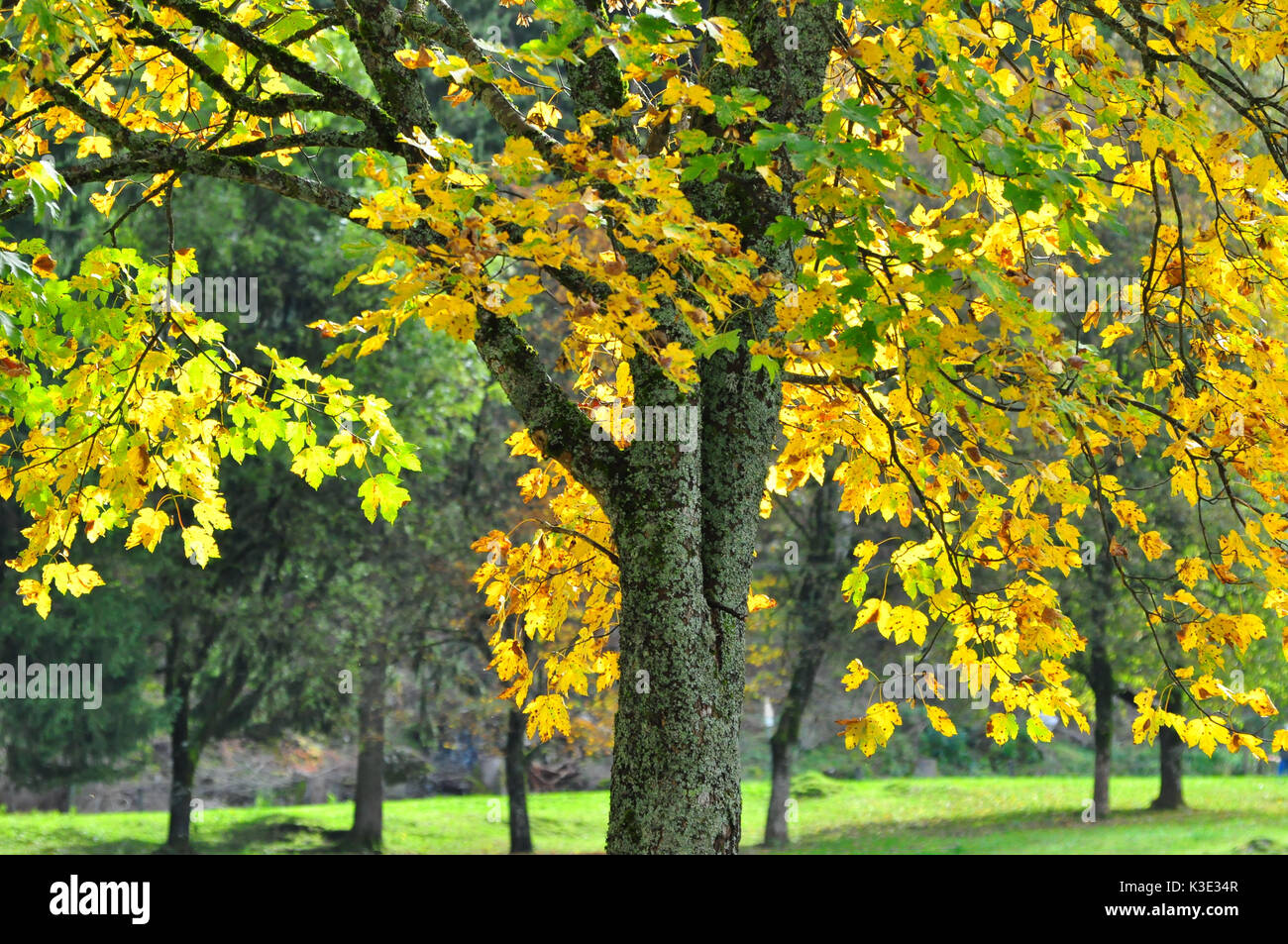 Deutschland, Bayern, Herbst, Bergahorn, Stockfoto