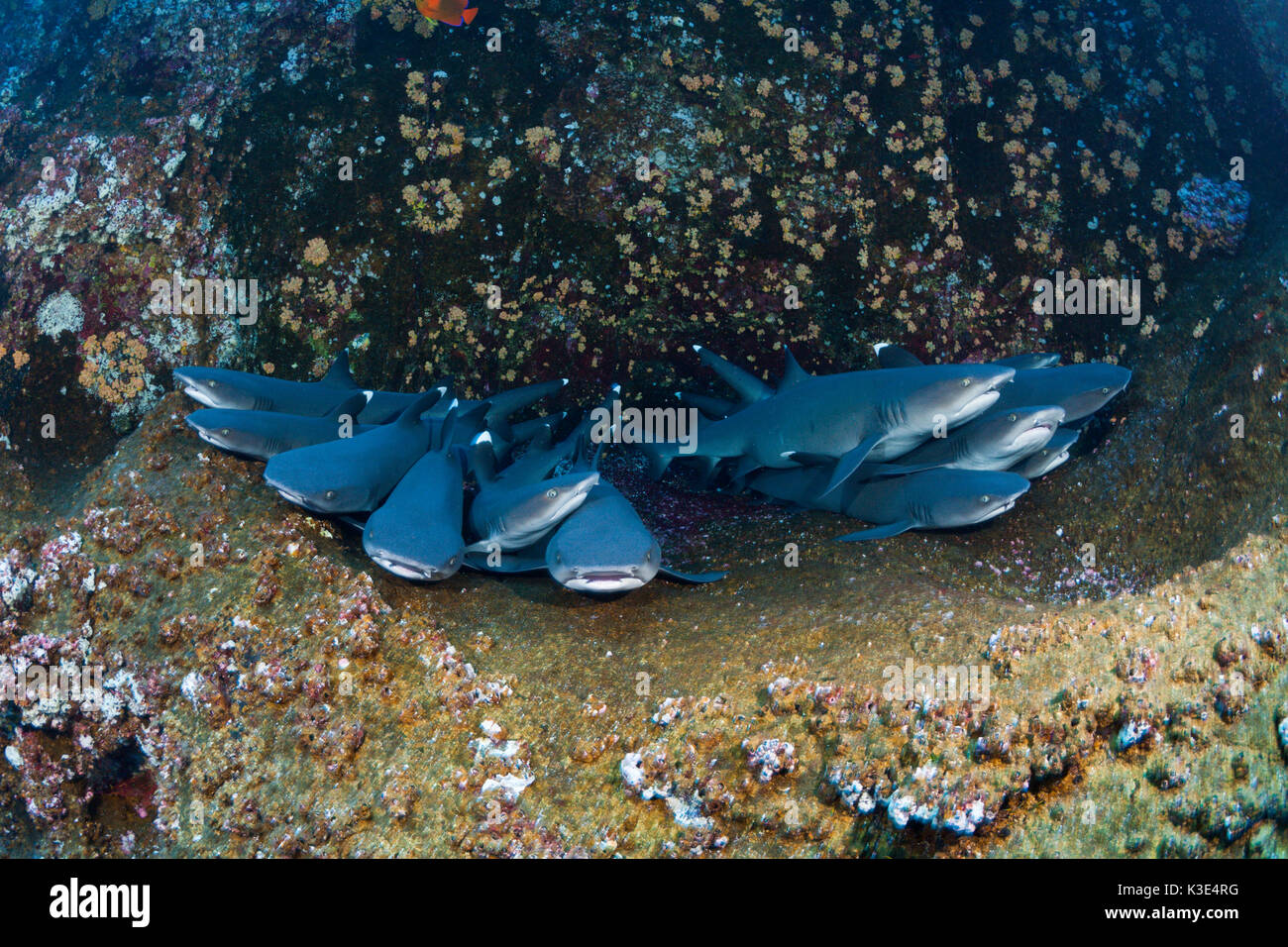 Weissspitzen-riffhaie Rest in der Felsspalte, Triaenodon obesus, Roca Partida, Revillagigedo Inseln, Mexiko Stockfoto