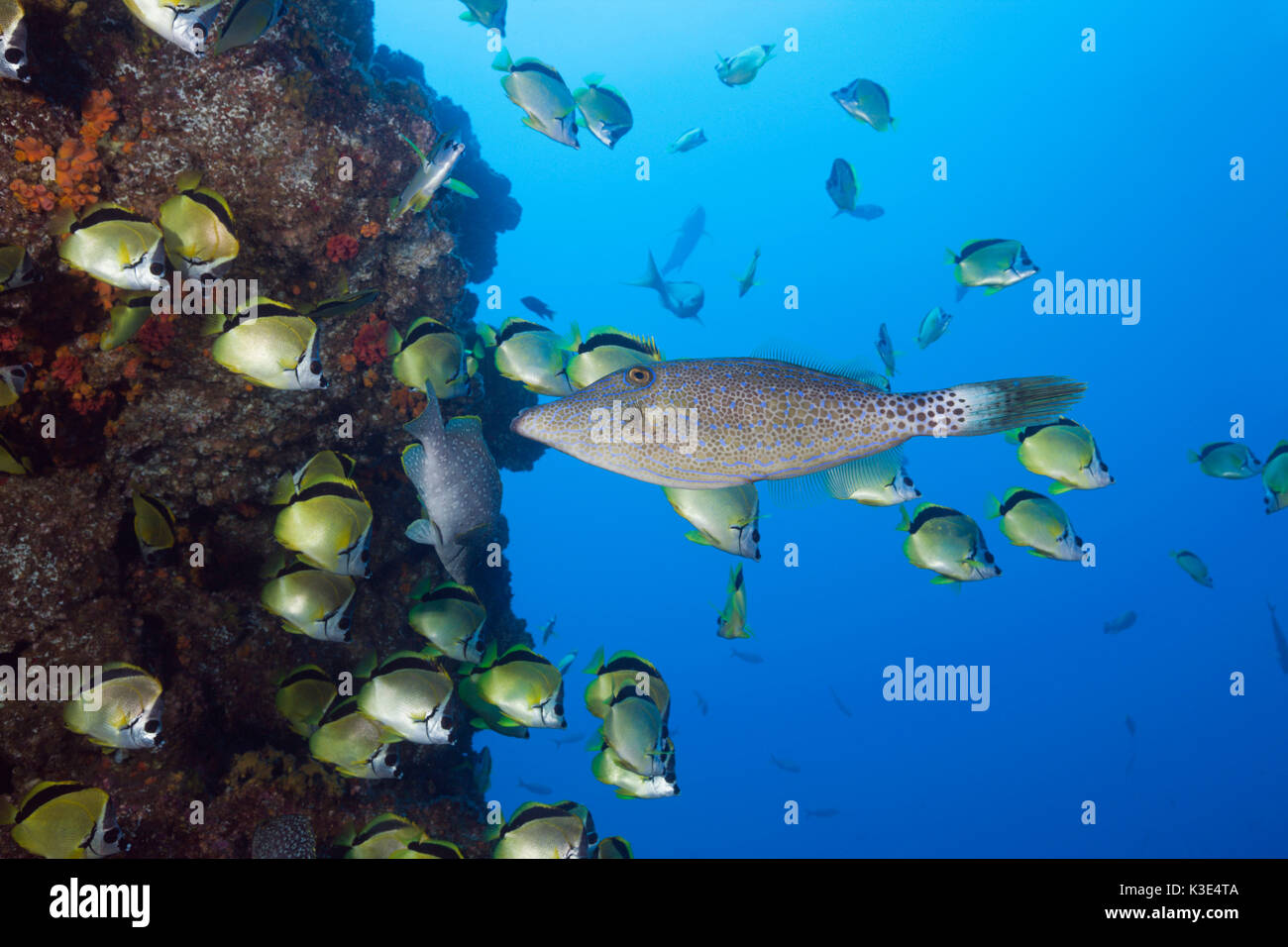 Geschrottem Filefish in Schule von schwarzen Nase Schmetterlingsfisch, Aluterus scriptus, Johnrandallia nigrirostris, San Benedicto, Revillagigedo Inseln, Mexiko Stockfoto
