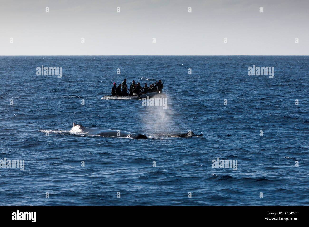 Whale Watching in der Nähe von Socorro, Revillagigedo Inseln, Mexiko Stockfoto