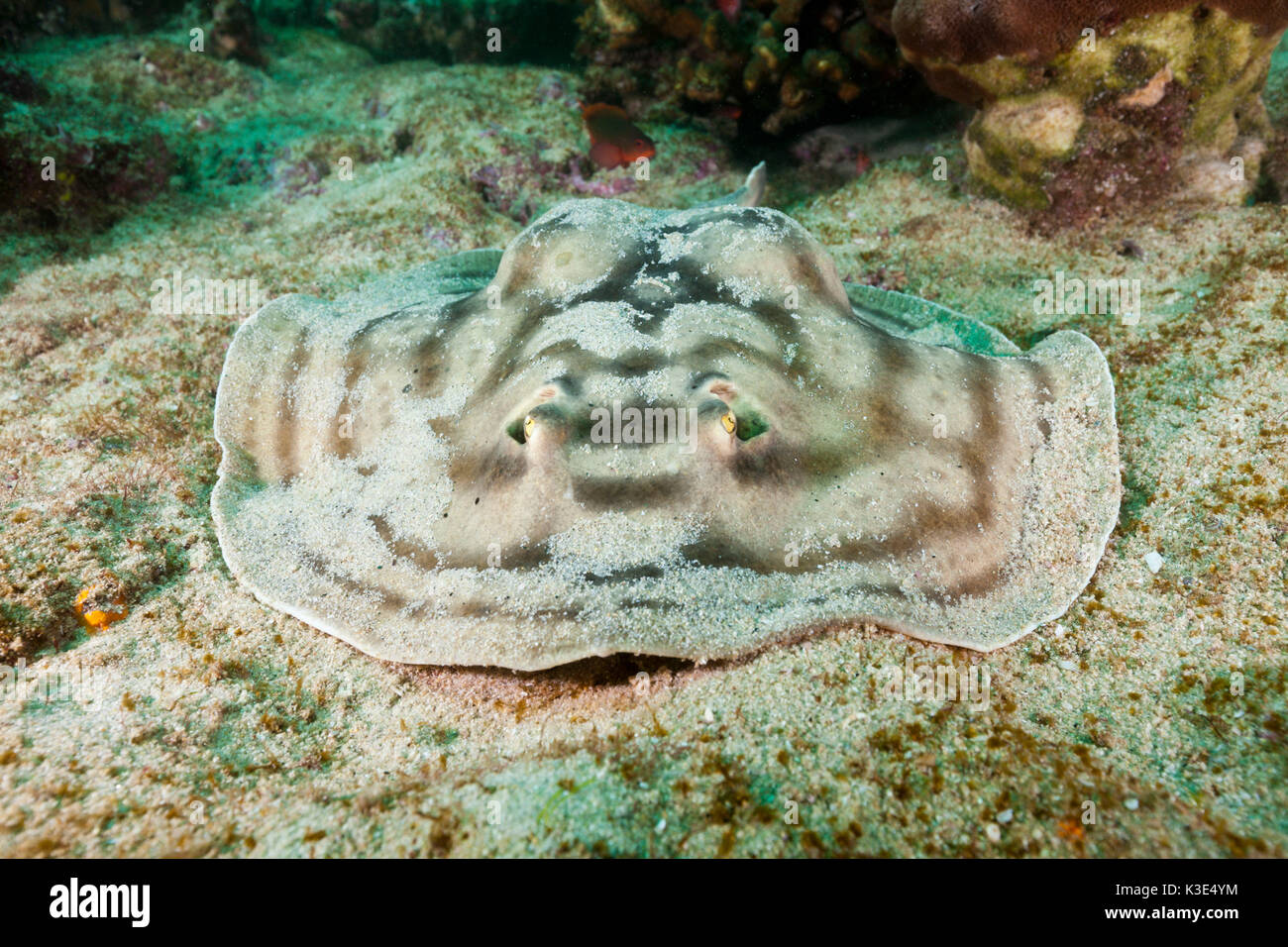 Bulls-eye Stingray, Urobatis concentricus, Cabo Pulmo Nationalpark, Baja California Sur, Mexiko Stockfoto
