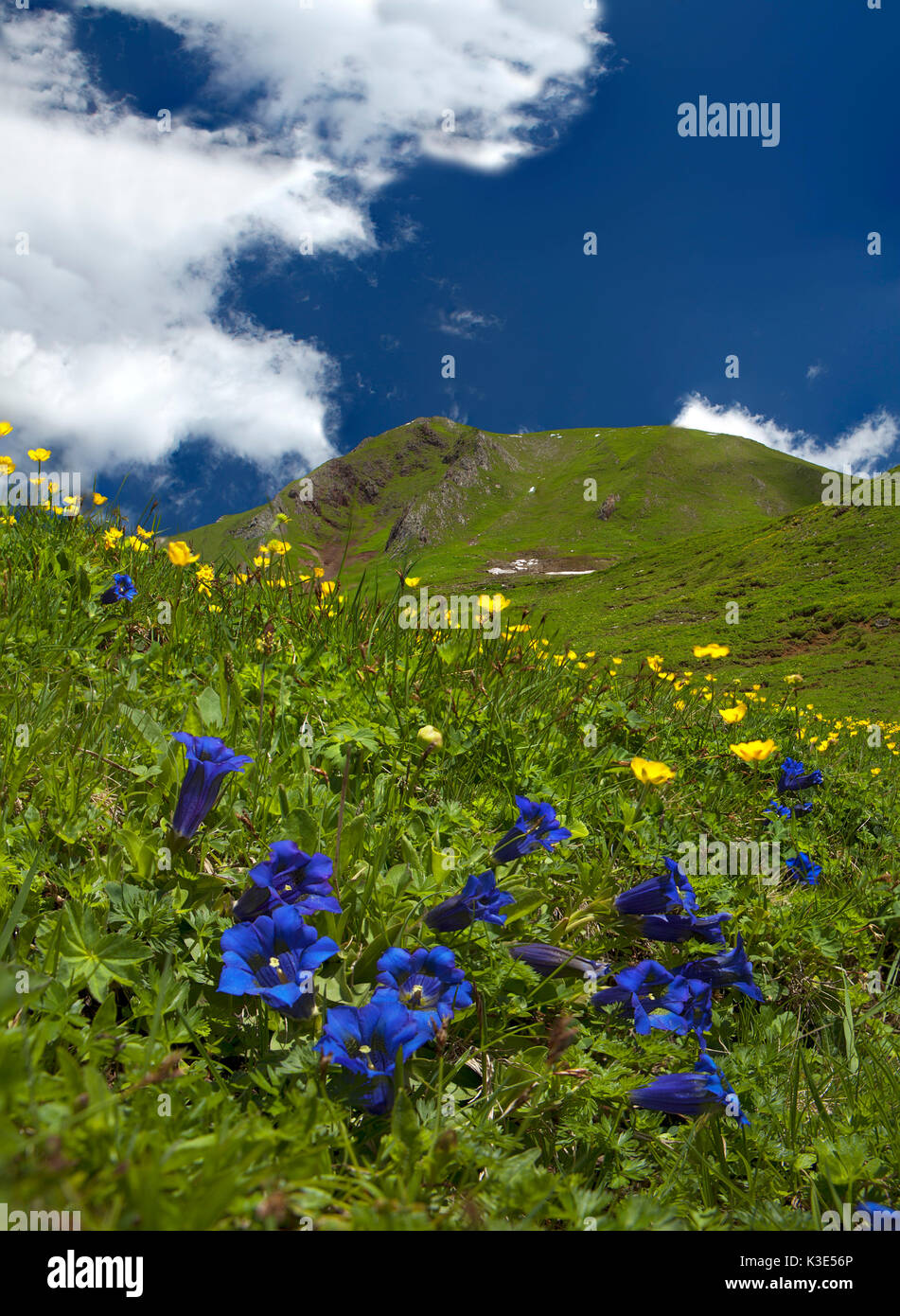 Österreich, Tirol, Lechtaler Alpen, Alm, Enzian, Gentiana acaulis Stockfoto