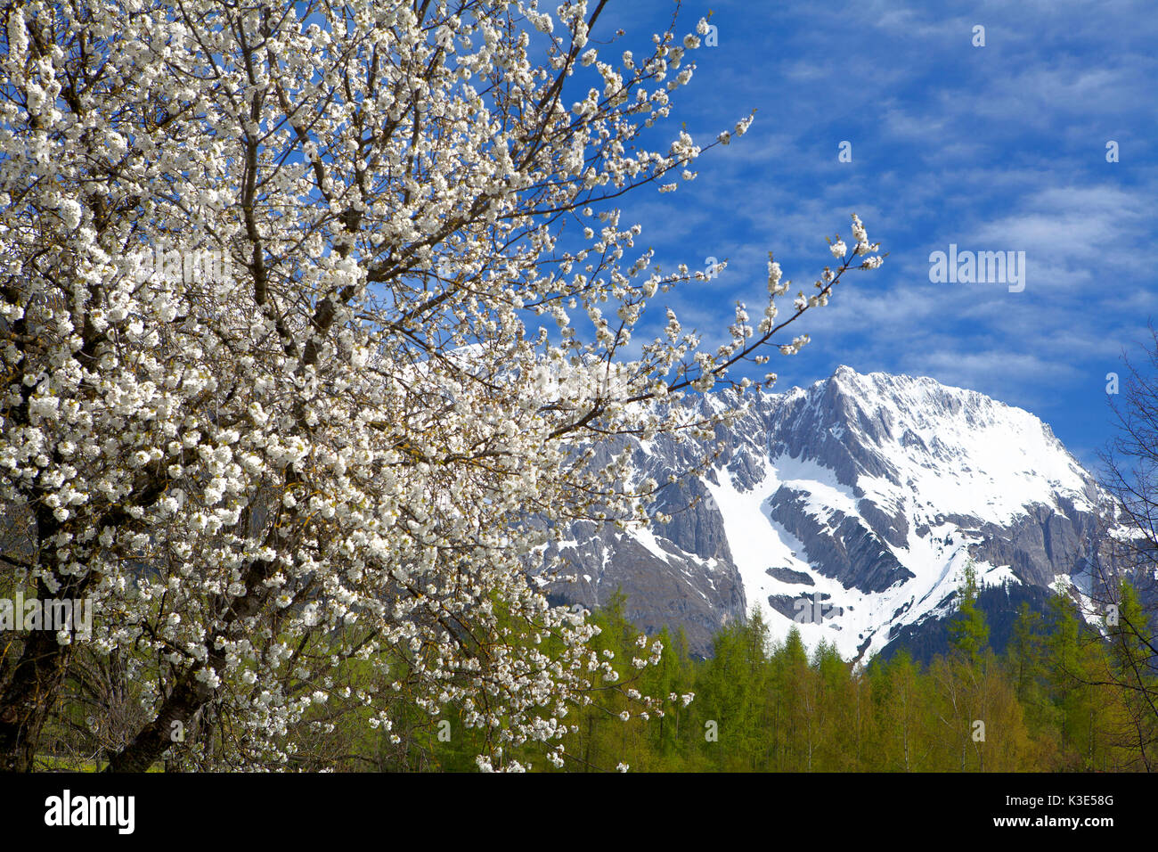 Österreich, Tirol, Obsteig, Cherry Blumen Stockfoto