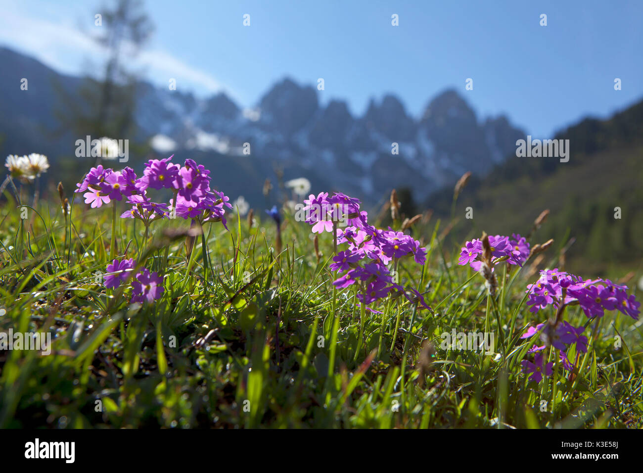 Mehl primrose in den Stubaier Alpen, Tirol Stockfoto