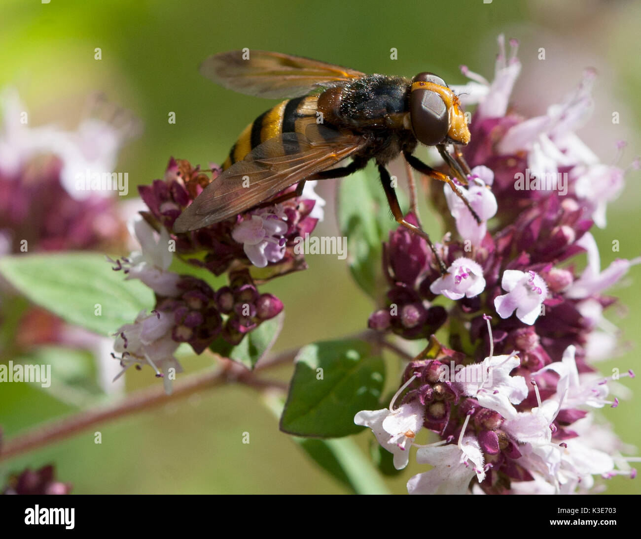 HOVERFLY an blühenden Oregano 2017 Stockfoto