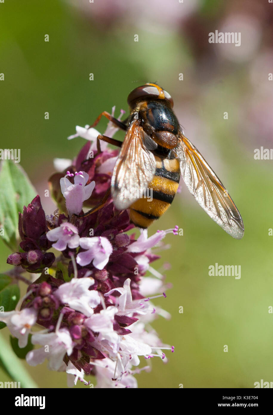 HOVERFLY an blühenden Oregano 2017 Stockfoto