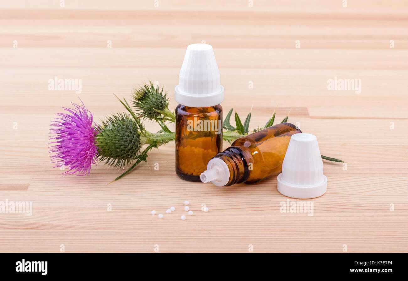 Nahaufnahme der Maria Distel und homöopathische Medizin Stockfoto