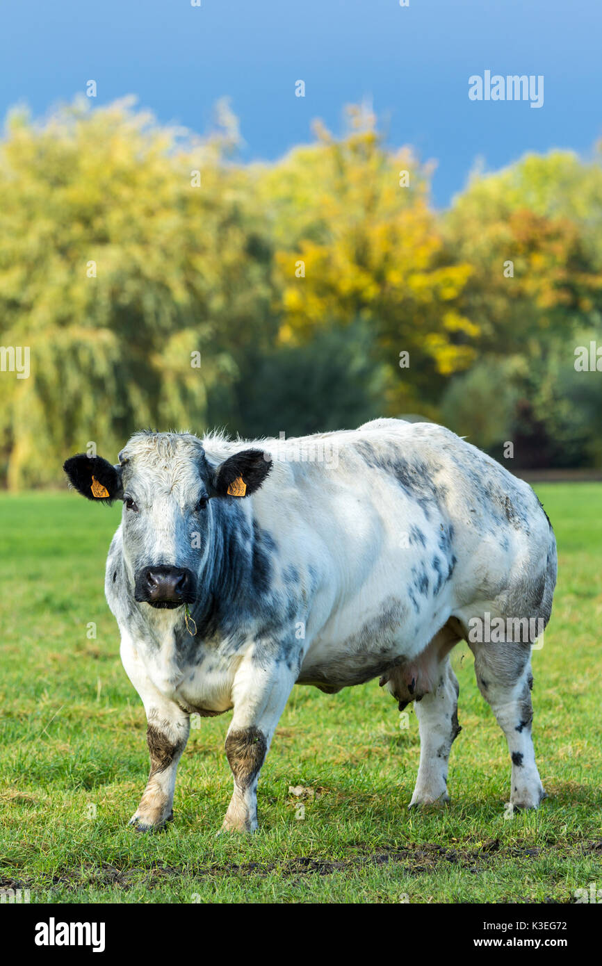 Nord-Holland, Niederlande - 5. November 2016: Niederländisch Rind Kuh auf einer Wiese Stockfoto