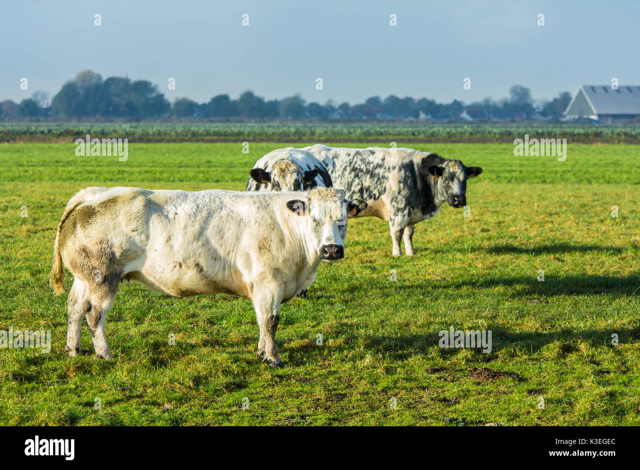 Nordholland, Niederlande - 5 November, 2016: Niederländische Rindfleisch Kühe auf einer Wiese Stockfoto