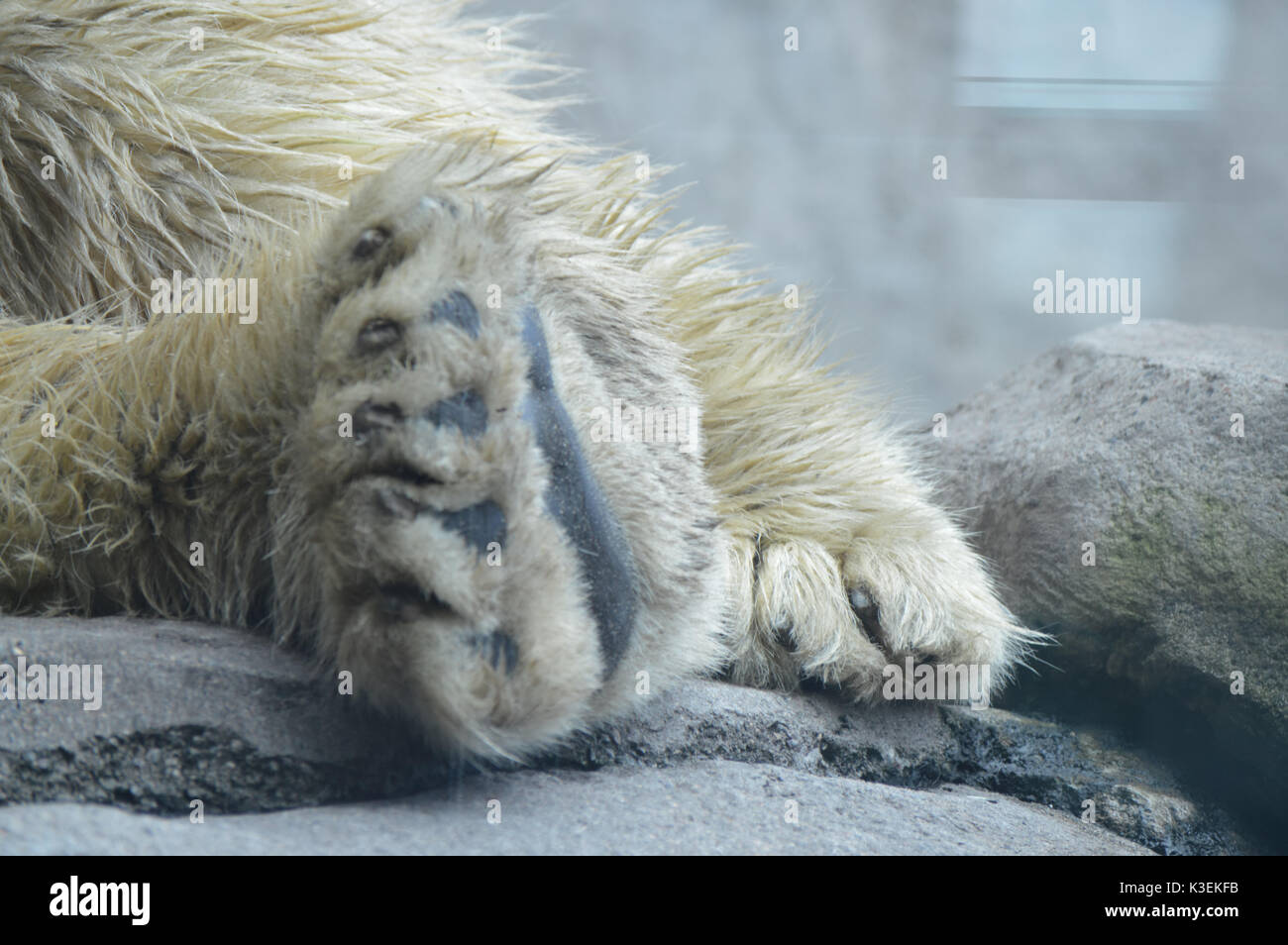 Polar Bear paw Stockfoto