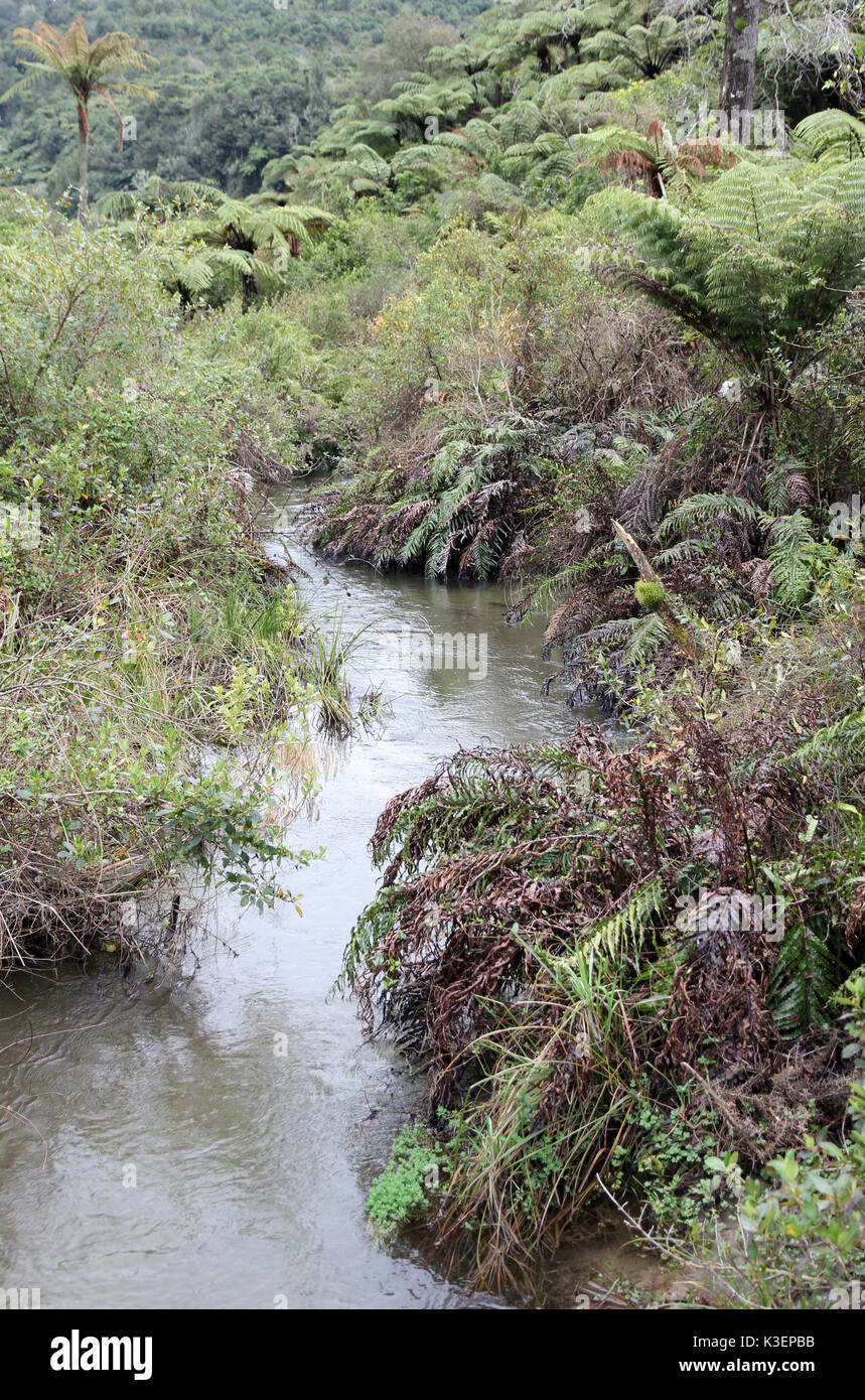 Te Wairoa stream Lake Tarawera Neuseeland Stockfoto