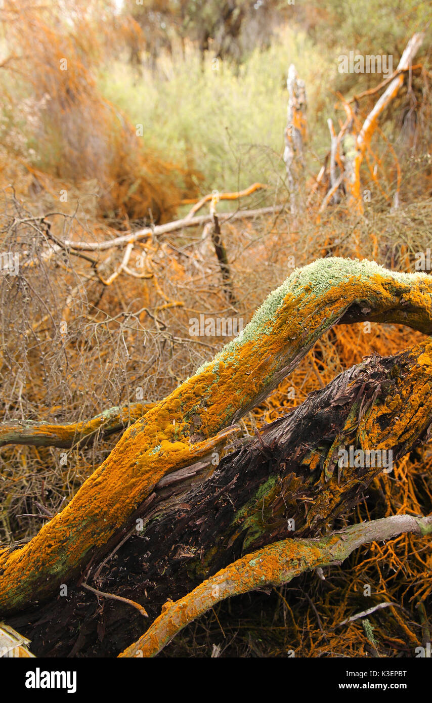 Wai O Tapu Neuseeland Stockfoto