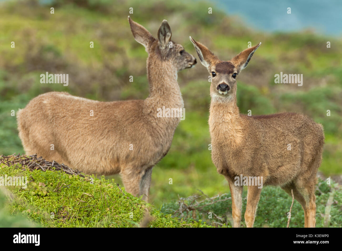 Eine Häsin und ihre Jungen in Point Reyes National Seashore, Kalifornien. Stockfoto