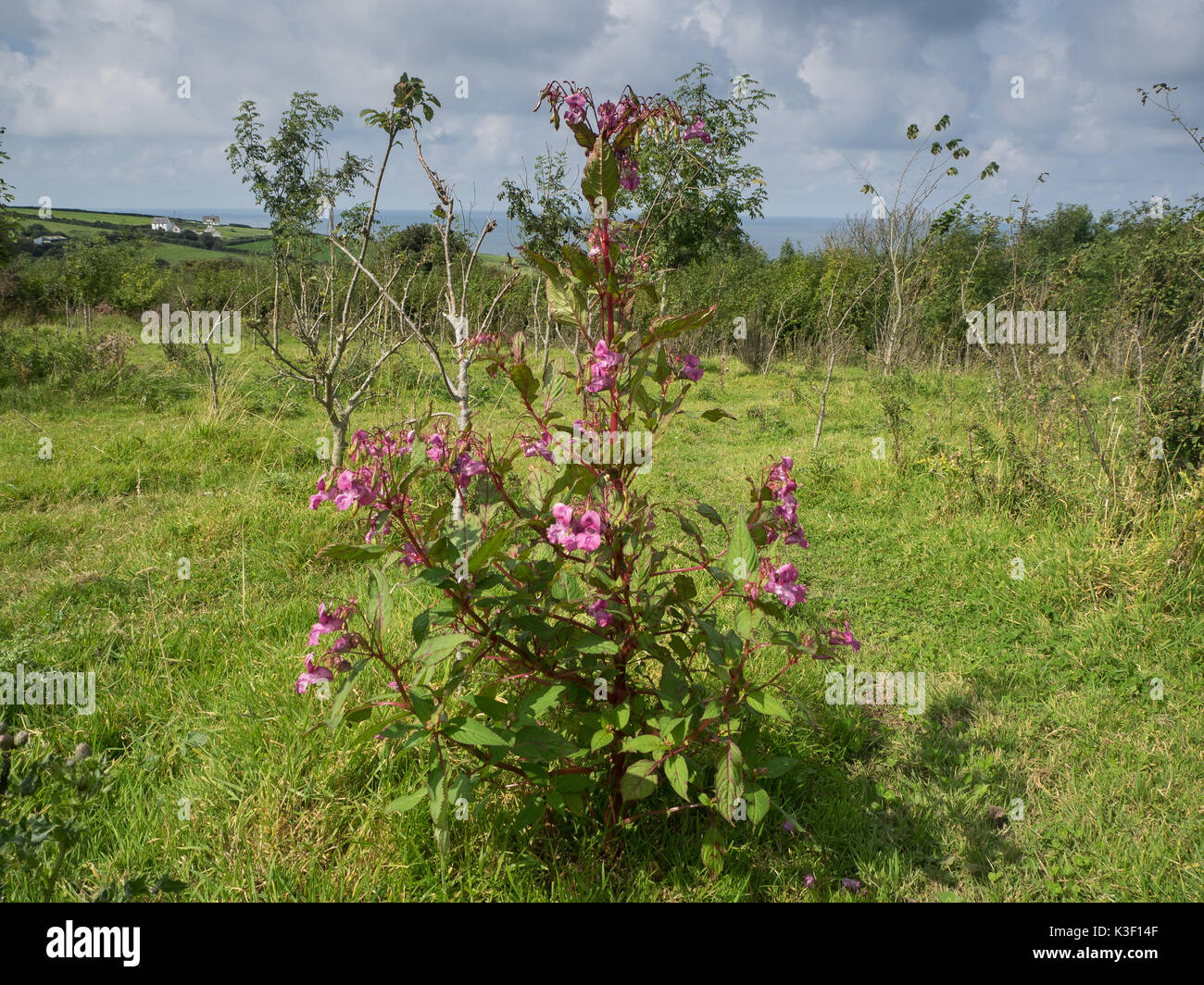 Himalayan Balsam, Pembrokeshire, Wales Stockfoto