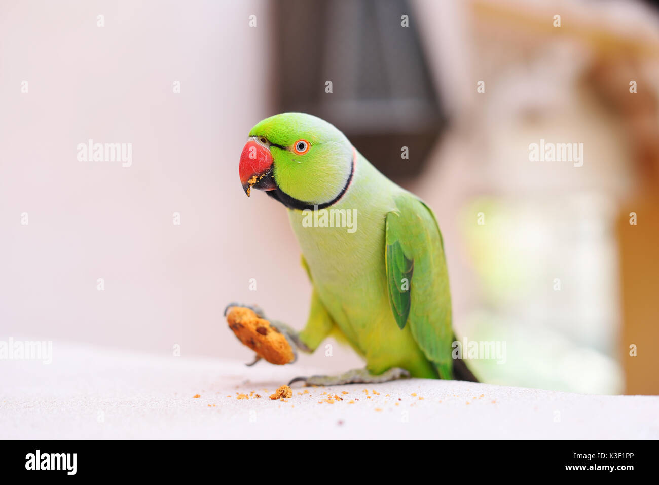 Papagei essen Keks Stockfoto