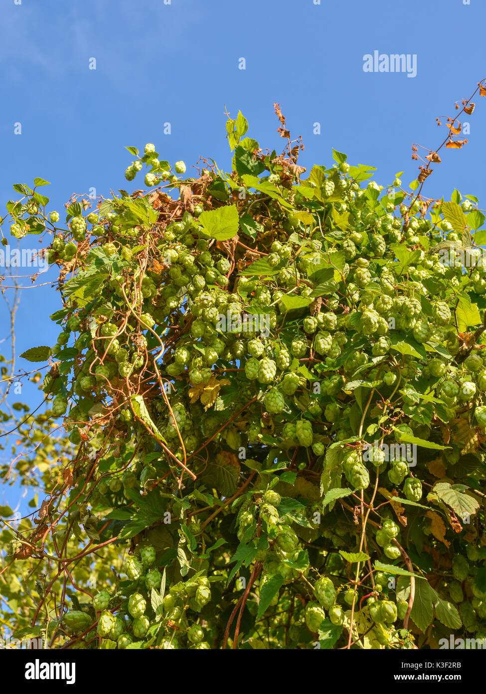 Wilder Hopfen (Humulus lupulus) Pflanze, die bei Verkehrskontrollen Hedge - Frankreich. Stockfoto