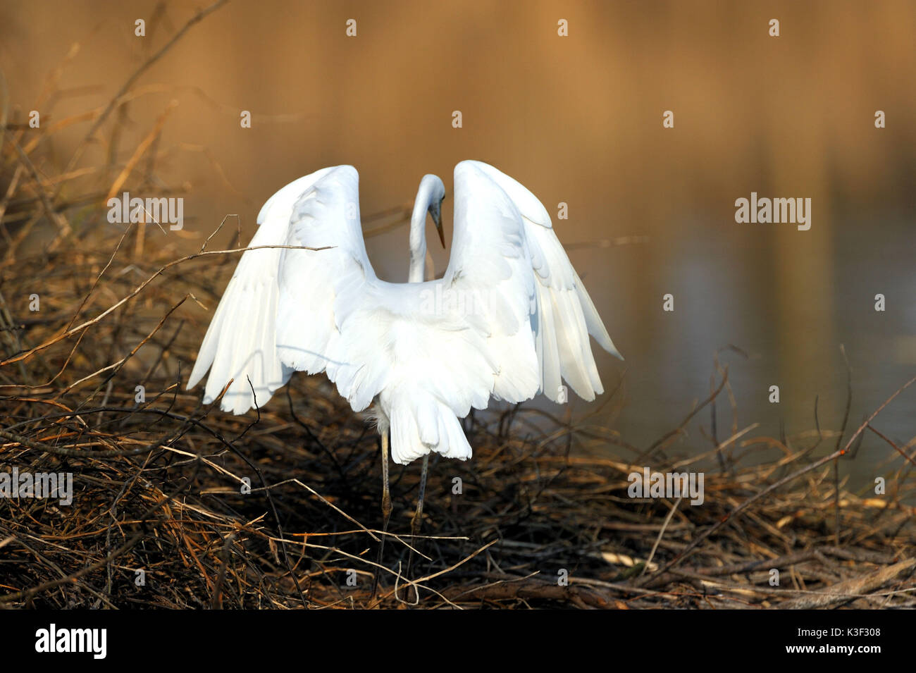 Im späten Winter auf der Beaver Lodge in der Altmuehlsee (See), Franken, Deutschland Egret Stockfoto