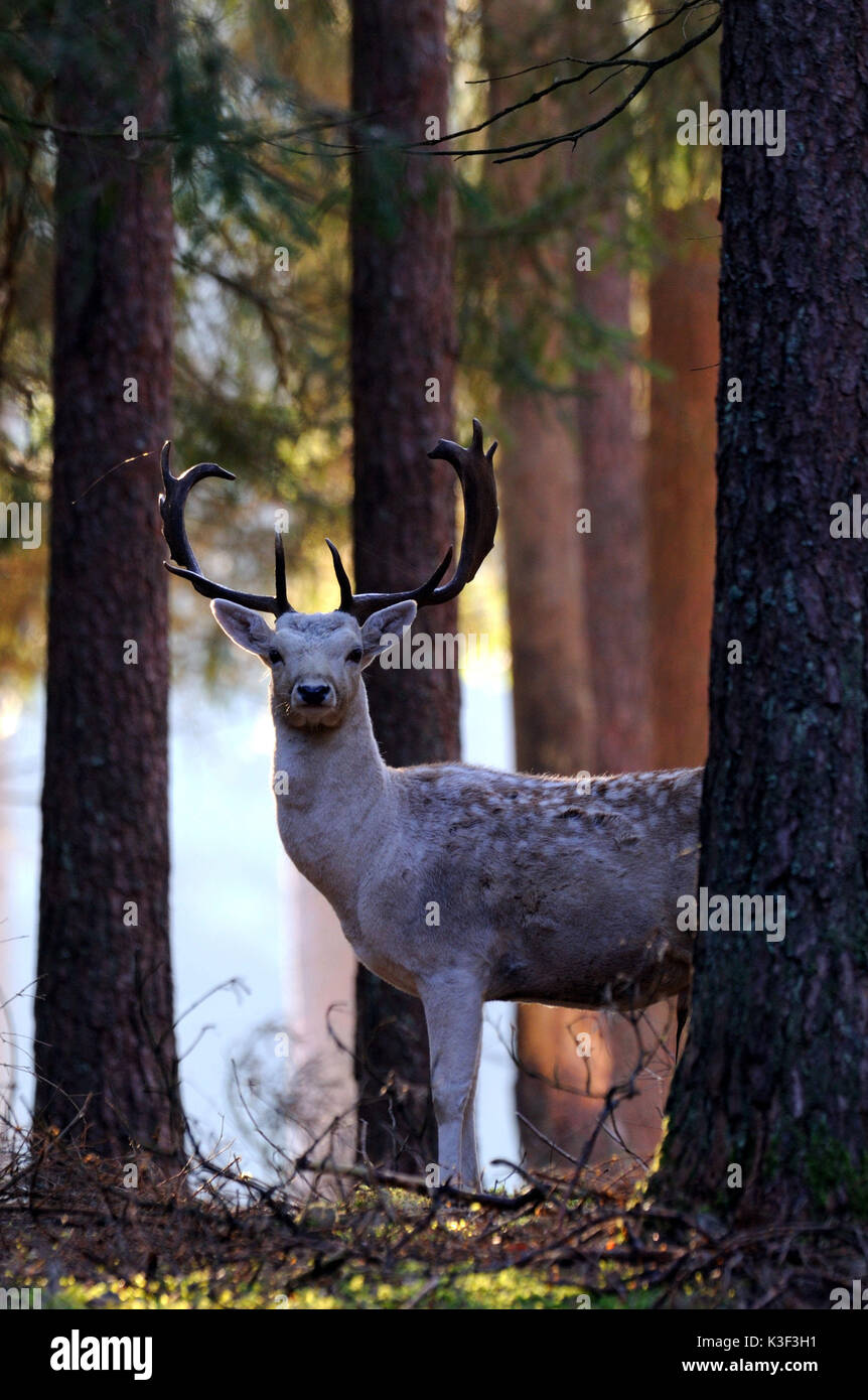 Damwild im postrut Stockfoto