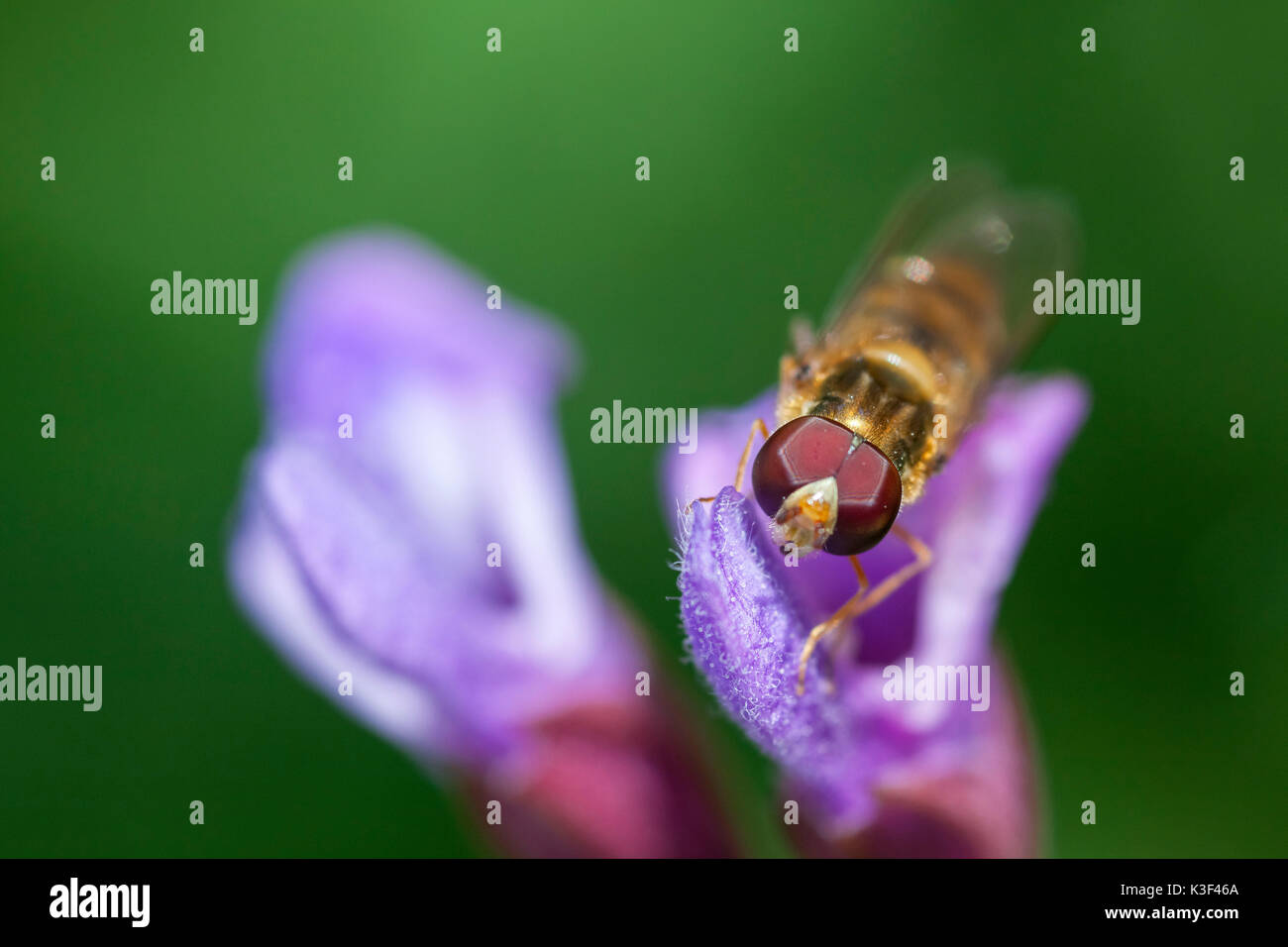 Hoverfly auf lila Drachen, Syrphidae auf Lamium maculatum, Bayern, Deutschland Stockfoto