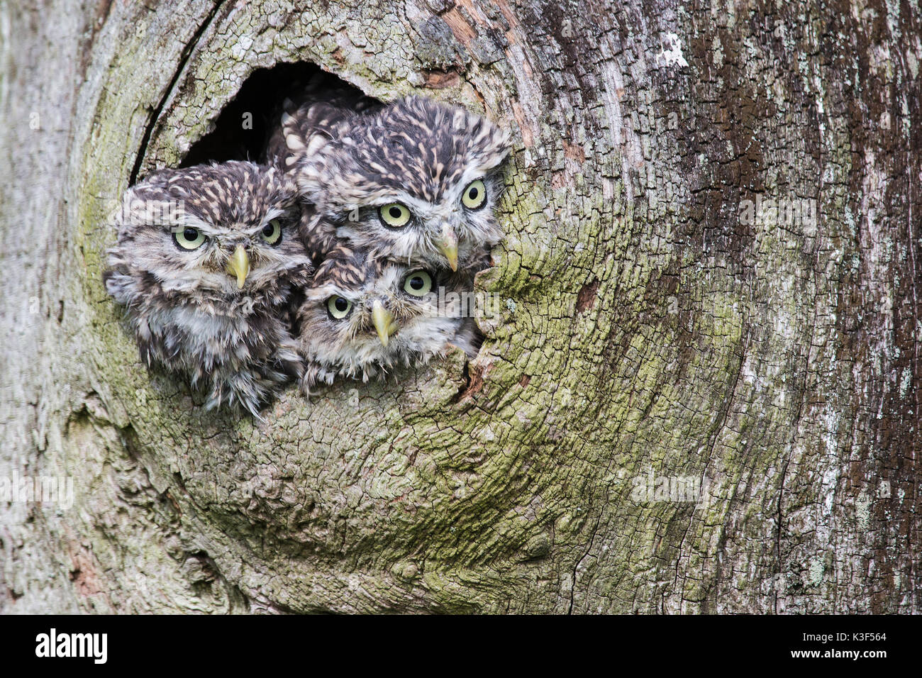 Ein Trio der Steinkäuze Athene noctua lugen aus einem Loch in einem Baum unter kontrollierten Bedingungen Stockfoto